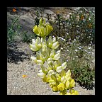 lupinus densiflorus aureus